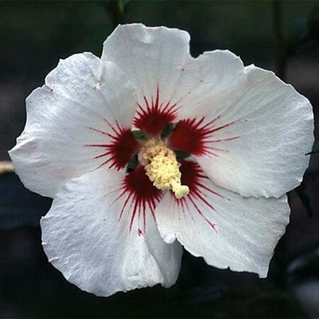 Helene Rose of Sharon