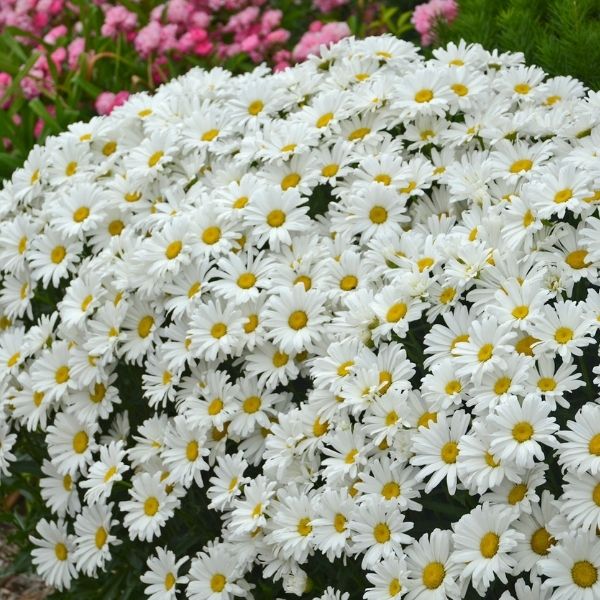 Amazing Daisies&reg; Daisy May&reg; Shasta Daisy