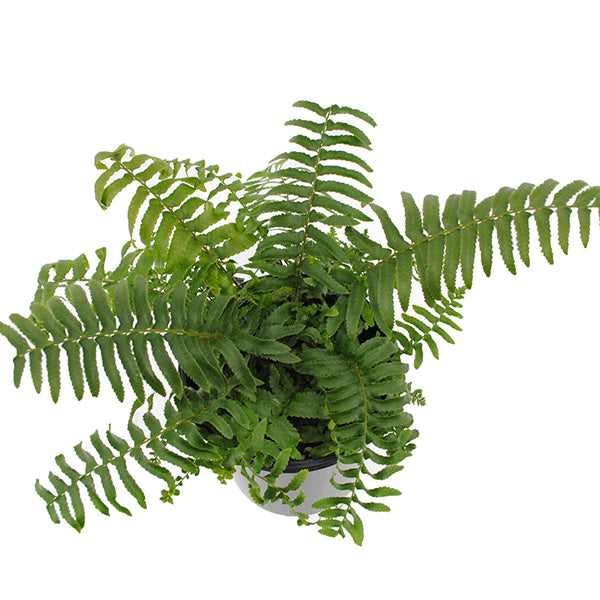 Western Sword Fern