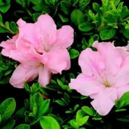 Autumn Debutante&reg; Encore&reg; Azalea