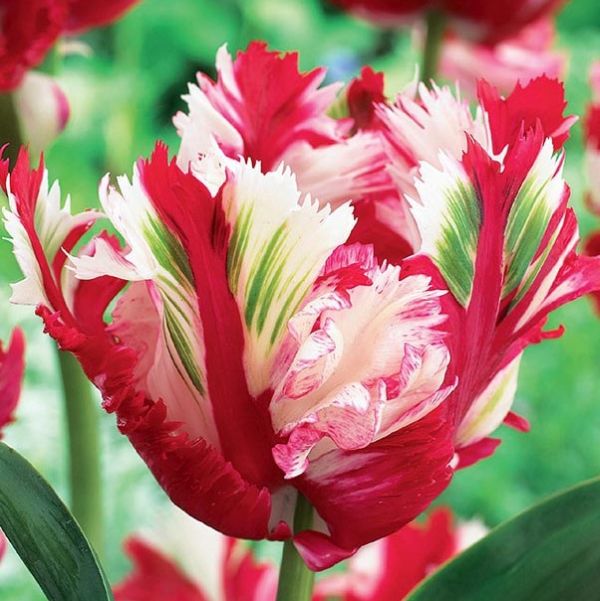 Estella Rijnveld Parrot Tulip