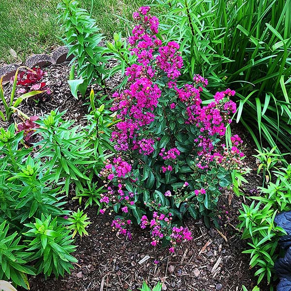 GreatMyrtle&trade; Red Velvet Crape Myrtle Shrub