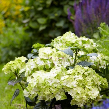 Everlasting&trade; Jade Hydrangea