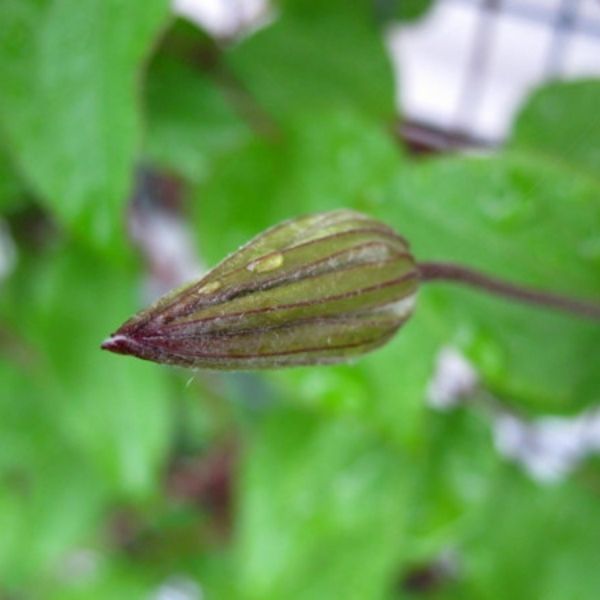 Bonanza Clematis