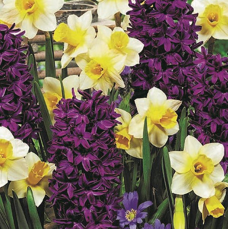 Spring Perfume Hyacinth/Daffodil Mix