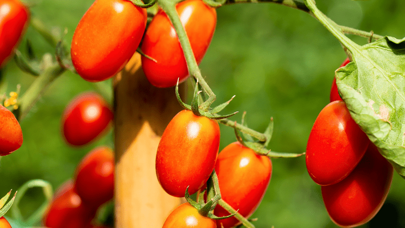 La Roma Tomato Plant