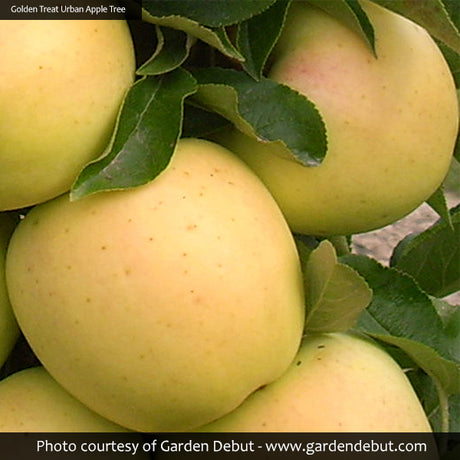 Urban Apples&reg; Golden Treat&trade; Columnar Apple