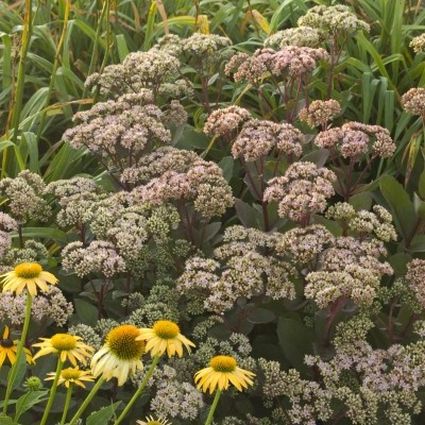 Sedum Matrona