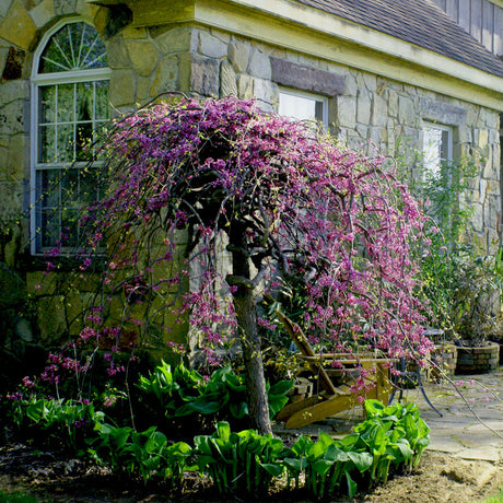 Lavender Twist Weeping Redbud