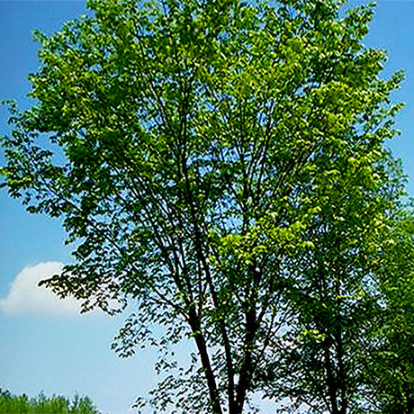 Valley Forge American Elm