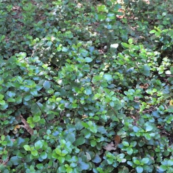 Evergreen Currant Bush