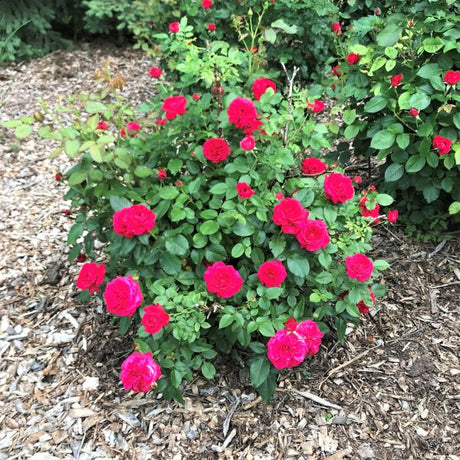 Champlain Shrub Rose