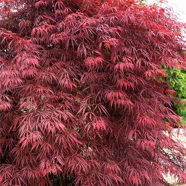 Garnet Laceleaf Japanese Maple