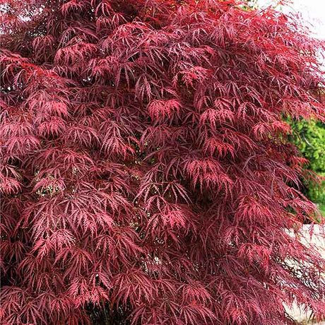 Garnet Laceleaf Japanese Maple