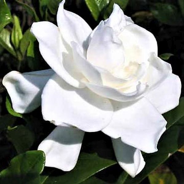 Gardenia August Beauty