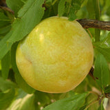 Flavor Queen Pluot Tree