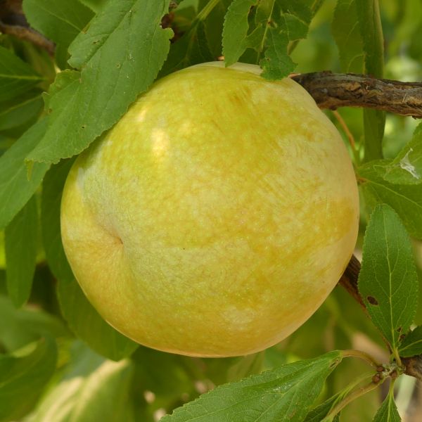 Flavor Queen Pluot Tree