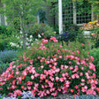 Pink Drift&reg; Groundcover Rose