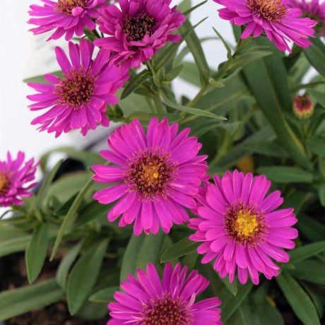 Alert Dwarf Aster