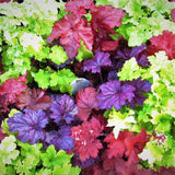 Triple Treat Coral Bells