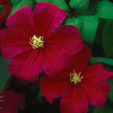 Barbara Harrington Clematis