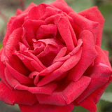 Easy Elegance&reg; Como Park Rose