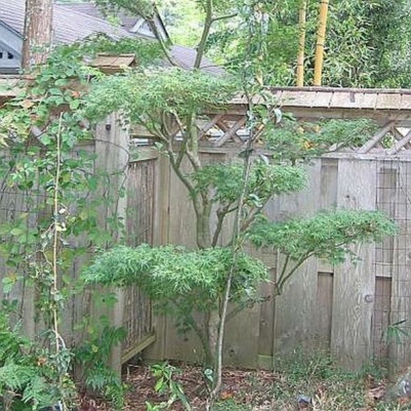 Seiryu Japanese Maple