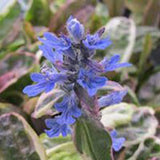 Dixie Chip Ajuga