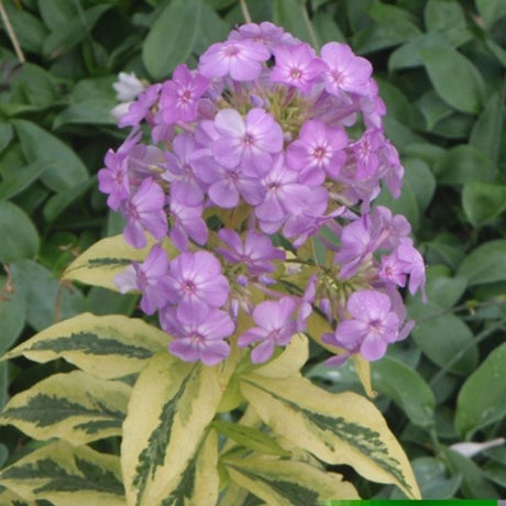 Shockwave Phlox