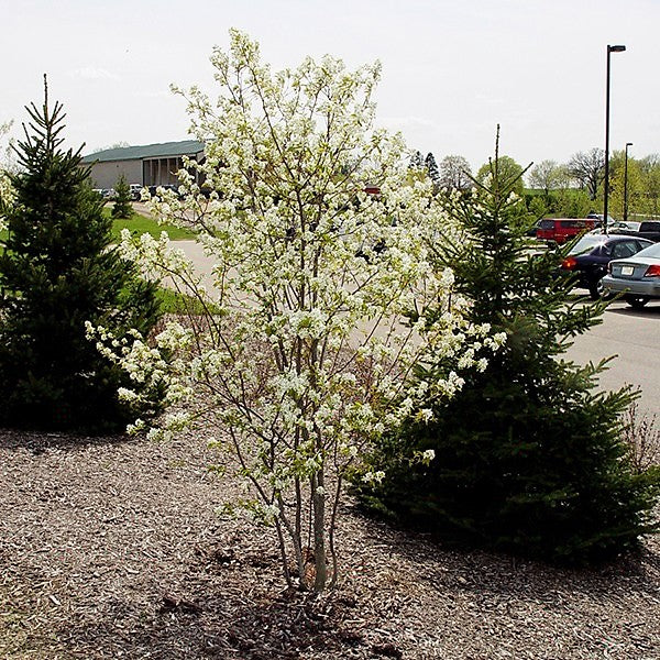 Shadblow Serviceberry