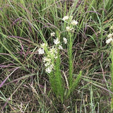 Whorled Milkweed