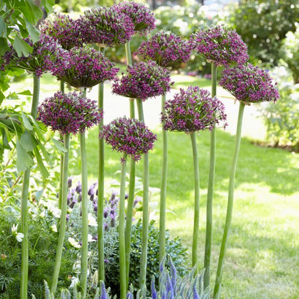 Magic Allium