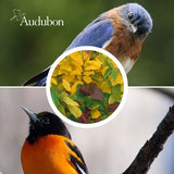 Audubon&reg; Native Vernal Witchhazel