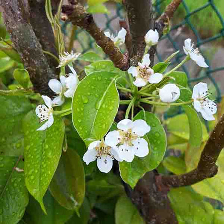 Blake's Pride European Pear Tree