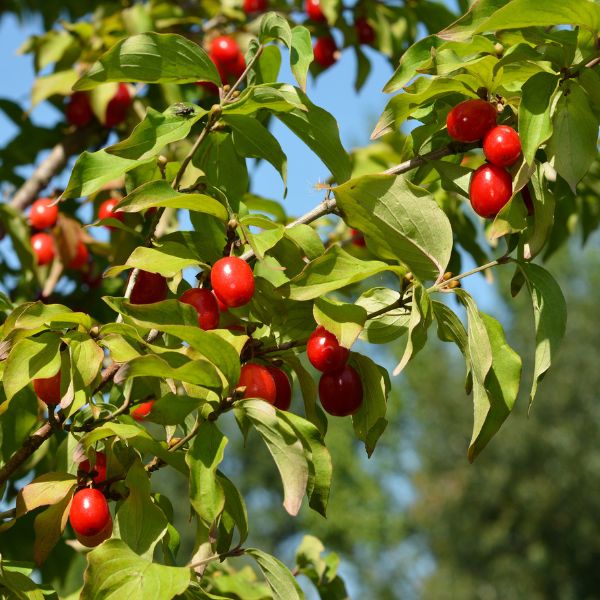 Cornelian Cherry