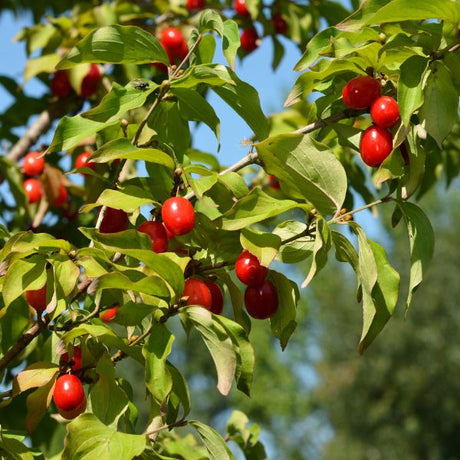 Cornelian Cherry