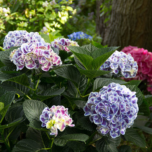 Cityline&reg; Mars Bigleaf Hydrangea