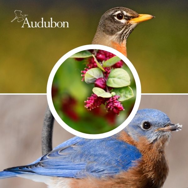 Audubon&reg; Native Coralberry Bush