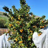 Pixie Mandarin Tree