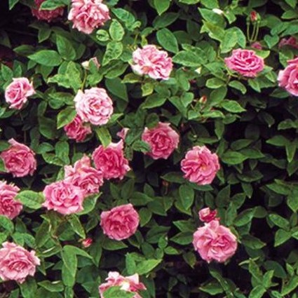 Zephirine Drouhin Climbing Rose