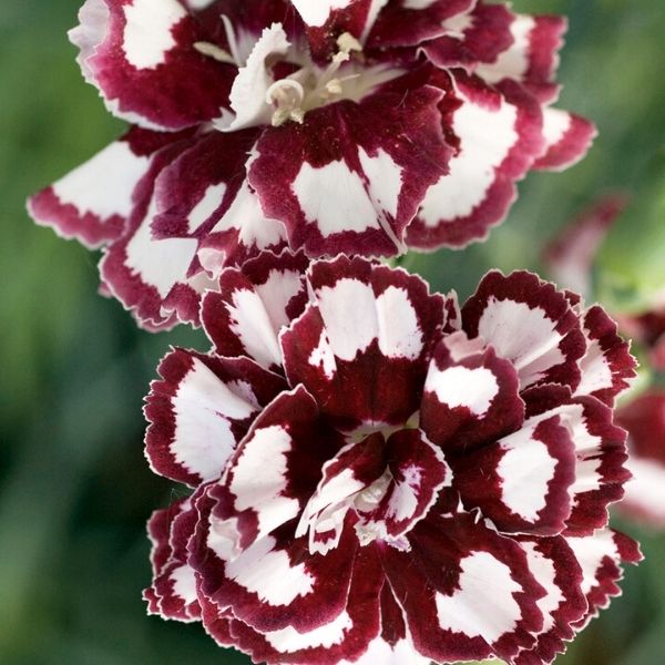 Dianthus Coconut Punch