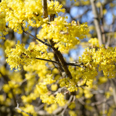 Cornelian Cherry