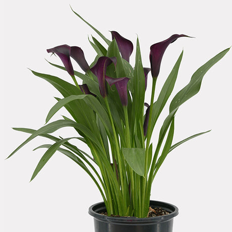 Purple Calla Lily