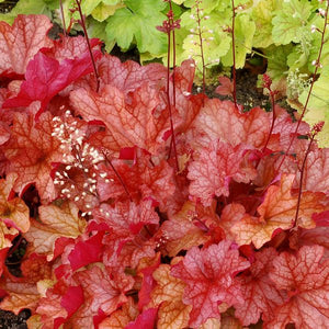 Paprika Coral Bells