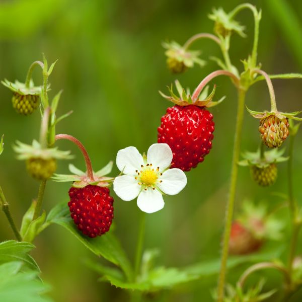 Wild Strawberry Plant