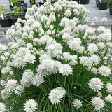 White Flowering Chives