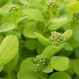 Glow Girl&reg; Spirea