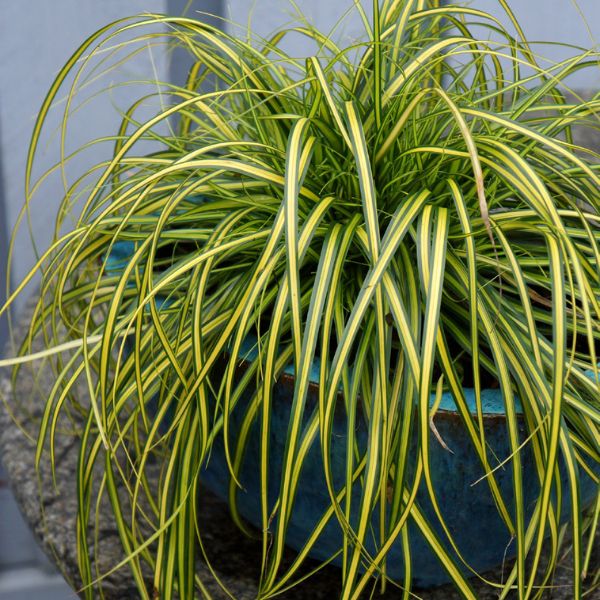 Evercolor&reg; Eversheen Carex