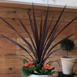 Red Star Cordyline