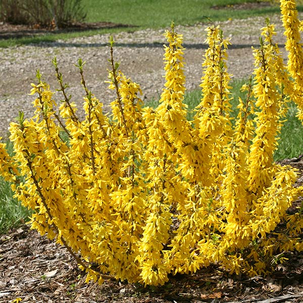 Show Off&reg; Sugar Baby&reg; Forsythia